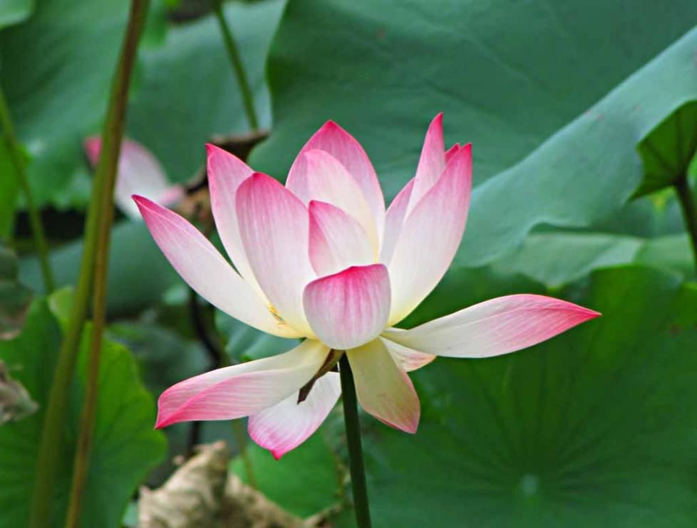 Wild Lotus